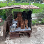 嘉縣家畜所查獲疑似黑心繁殖狗場，現場發現63隻品種犬／嘉義縣府提供