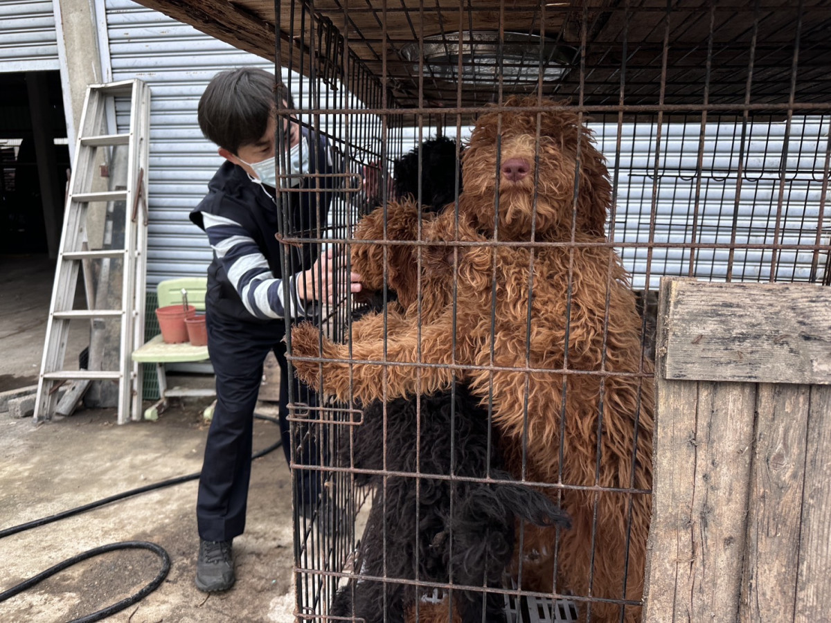 嘉縣家畜所查獲疑似黑心繁殖狗場，現場發現63隻品種犬／嘉義縣府提供