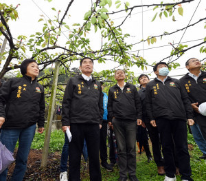 苗栗高接梨穗受低溫乾旱災損嚴重　鍾東錦會勘協助梨農爭取天然災害救助