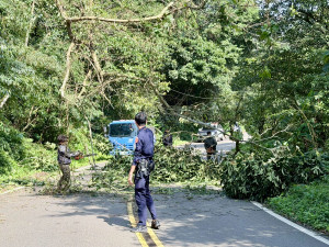 強風攔腰折斷大樹橫躺山路，龍潭警民聯手排除。
