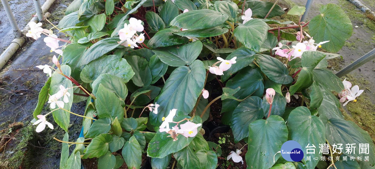 九九峰秋海棠在魚池苗圃復育成功。（林業南投分署提供）