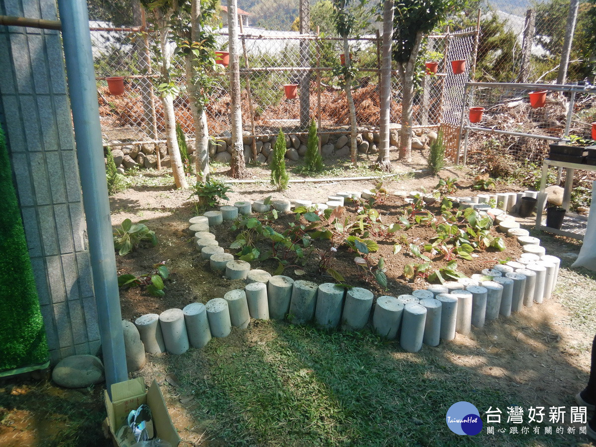 平林社區復育九九峰秋海棠。（林業南投分署提供）