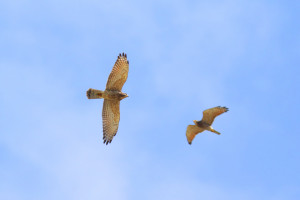 中央攜手地方，一同為年度賞鷹盛事揭開序幕。