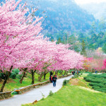 武陵農場櫻花季美景