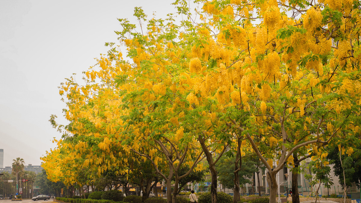 5-6月城區興大路阿勃勒黃金大道賞花美景