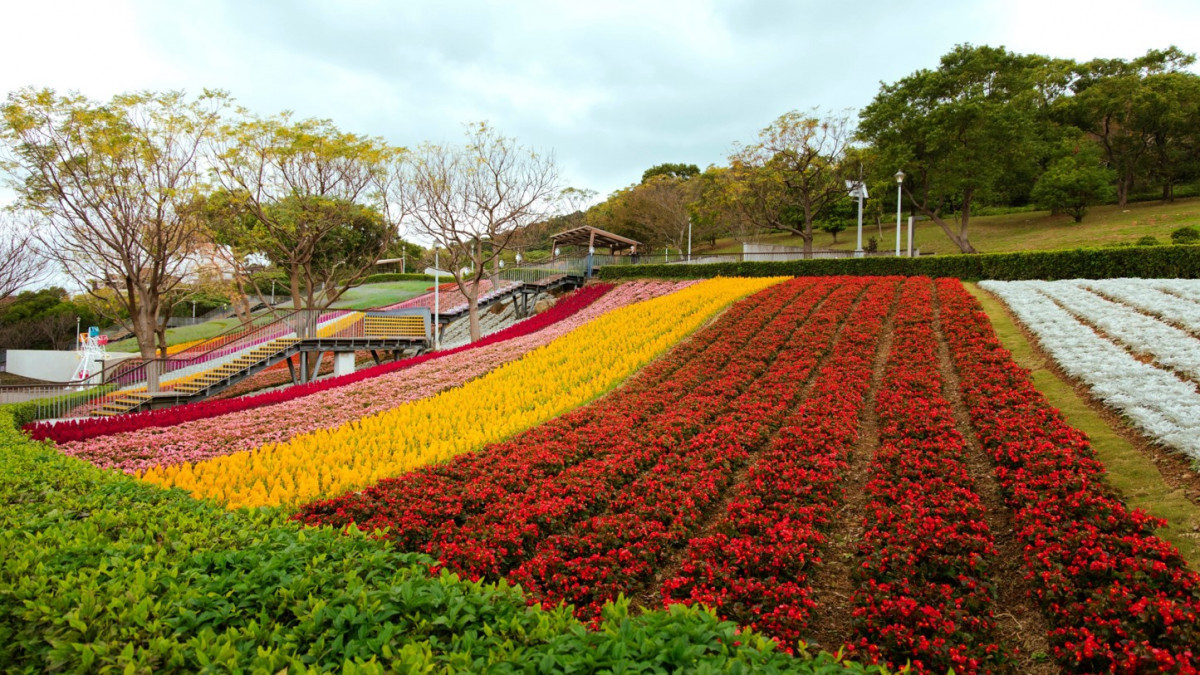 北投「台版富良野」3/15 謝幕　三層崎彩色浪花海倒數一天搶拍大冠鷲圖騰