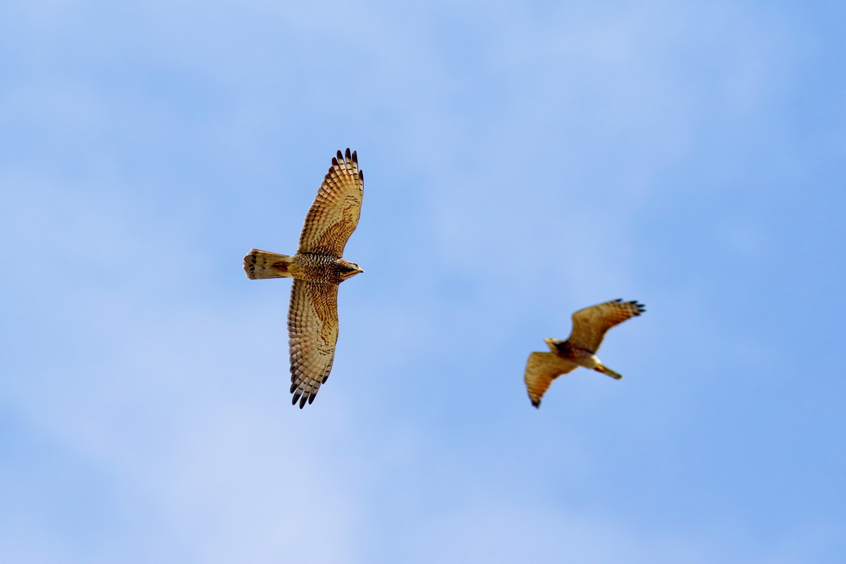 近期已陸續有灰面鵟鷹出現八卦山天空。（參山風管處提供）