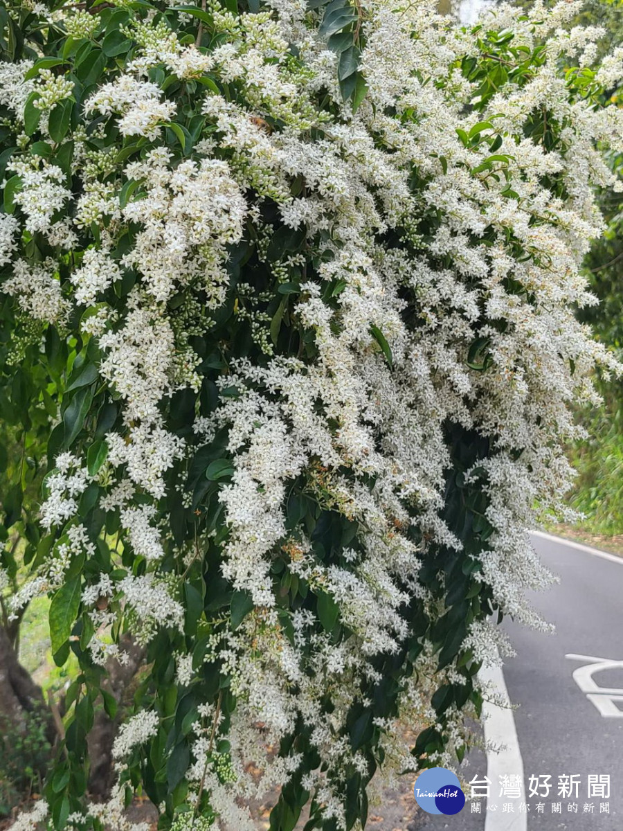 垂枝女貞盛開時滿滿的花朵盛況引蜜蜂及人潮。（記者扶小萍攝）