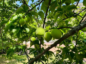 南投縣信義鄉青梅3月下旬進入採收期「2026南投梅子節-春分一簍梅」3/28在信義鄉農會梅子夢工廠舉行開鑼日活動。(圖/記者賴淑禎攝)