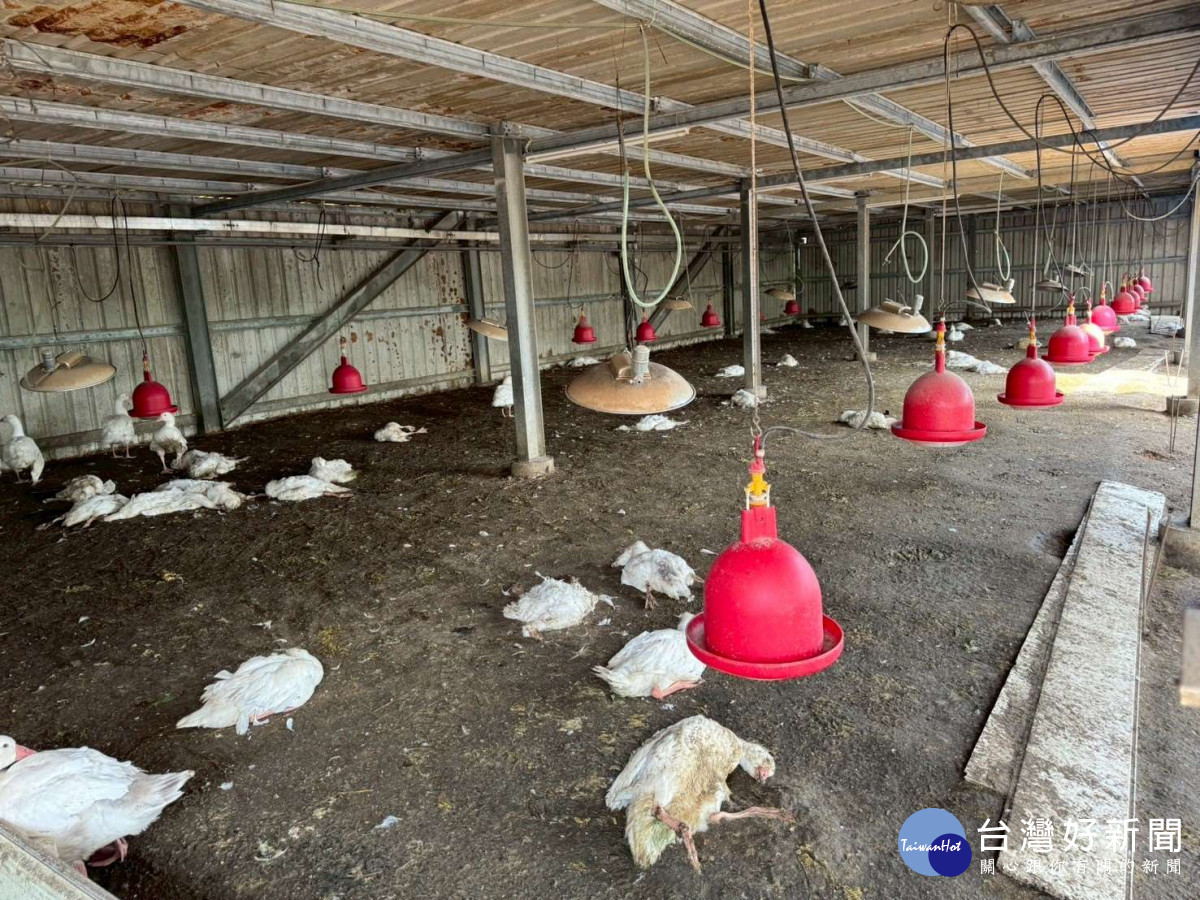 雲林縣水林鄉鵝場今天確診H5N1亞型高病原性禽流感，共計撲殺鵝隻約883隻／翻攝照片