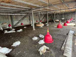 雲林縣水林鄉鵝場今天確診H5N1亞型高病原性禽流感，共計撲殺鵝隻約883隻／翻攝照片