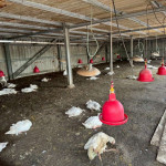 雲林縣水林鄉鵝場今天確診H5N1亞型高病原性禽流感，共計撲殺鵝隻約883隻／翻攝照片