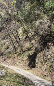 民眾在登山返程途中通報目擊黑熊爬坡，並提供影像資訊。(何良珍、高志銘提供)