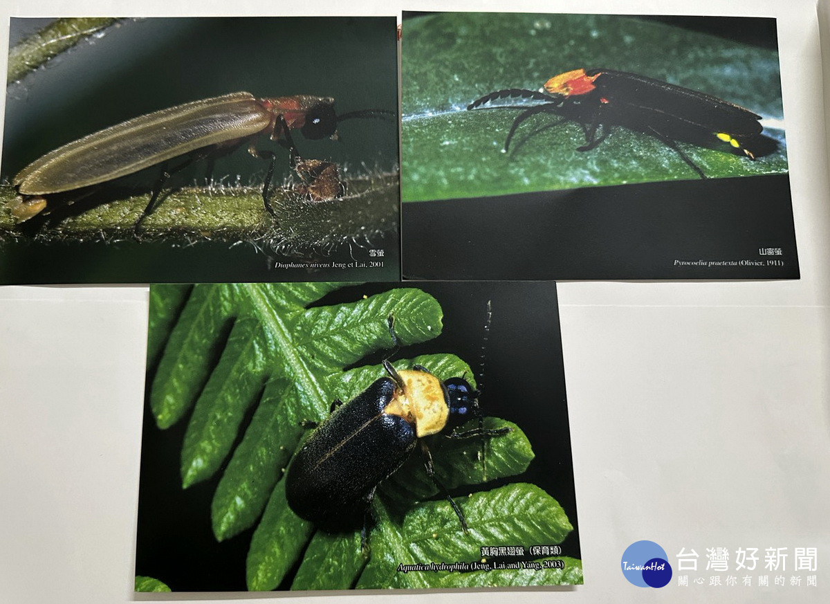 黃胸黑翅螢（下）屬保育類螢火蟲。（台大實驗林提供）