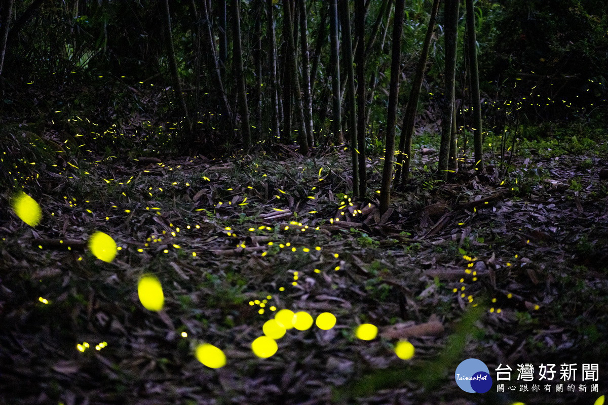 竹山鹿谷杉林溪有多種螢火蟲。（民眾提供）