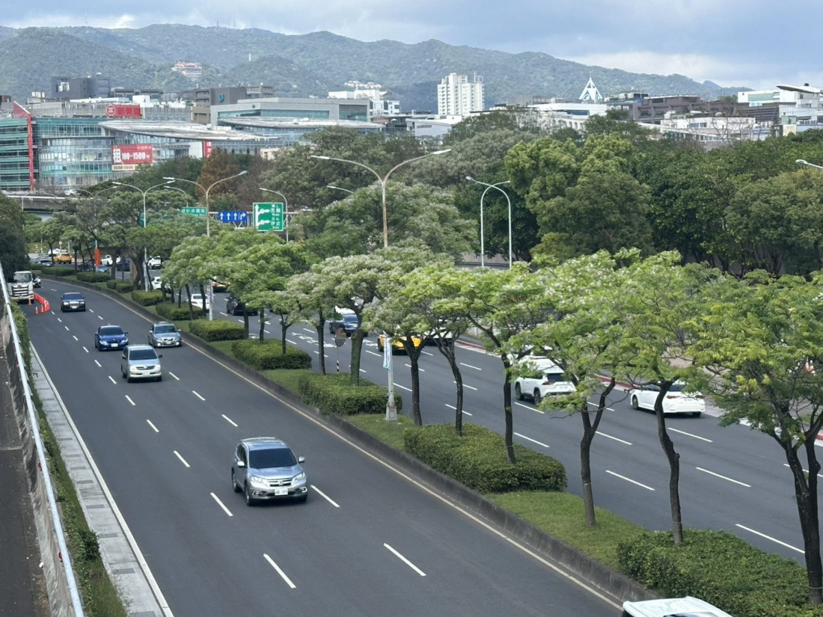 紫色微醺3月天　500株苦楝內湖堤頂開派對