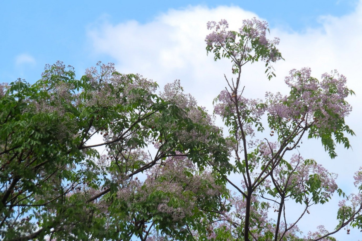 （圖／台北市府工務局公園路燈工程管理處）