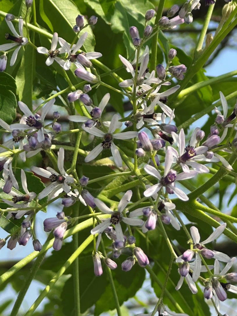 （圖／台北市府工務局公園路燈工程管理處）