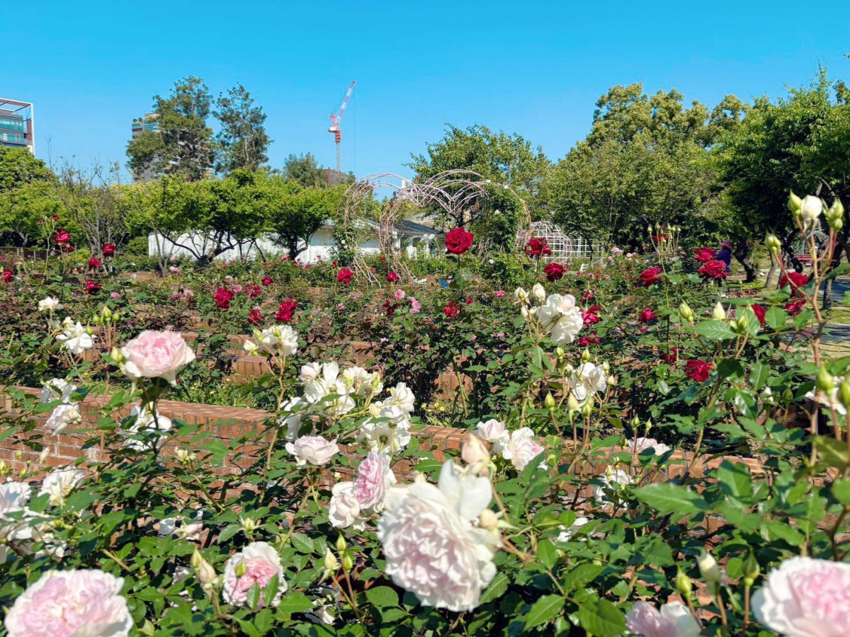 士林官邸玫瑰花海見證浪漫情緣　月老祈福聯誼3/21助單身男女預約真愛