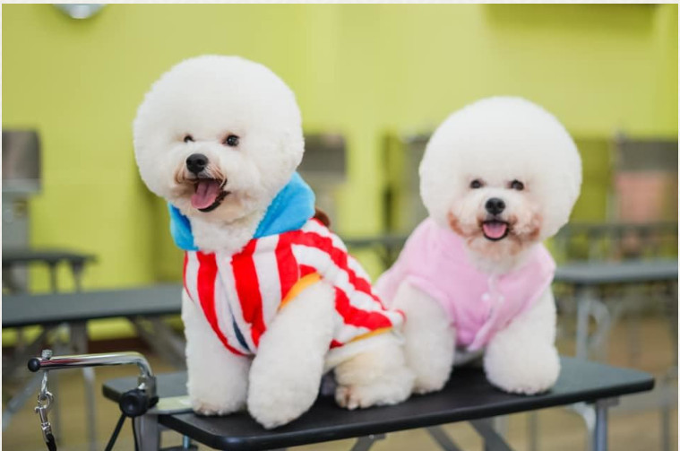 「毛經濟」持續擴張　林獻堂博物館國教中心推第二期寵物業專任人員專業訓練證照班