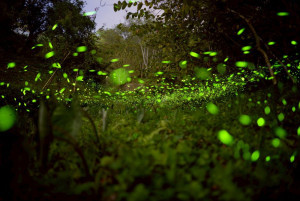 東勢林場賞螢季即將開始，3/21舉行開鑼活動。(圖/東勢林場)