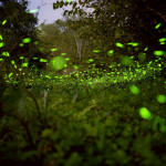 東勢林場賞螢季即將開始，3/21舉行開鑼活動。(圖/東勢林場)