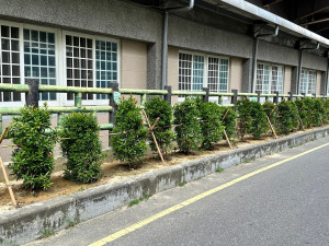 中埔里綠牆面。