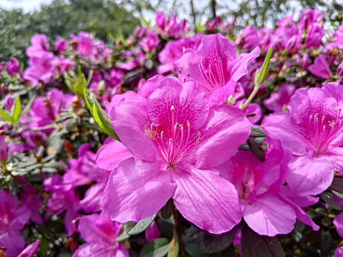 台北杜鵑花季盛大開跑！　帶您識破「花中西施」的家族祕密