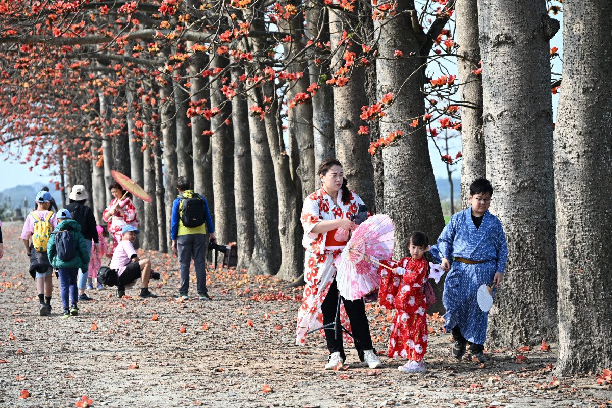 從秘境變身人氣景點,彰化木棉花季再掀賞花熱潮。圖/彰化縣政府提供