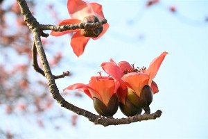 從秘境變身人氣景點，彰化木棉花季再掀賞花熱潮。圖／彰化縣政府提供