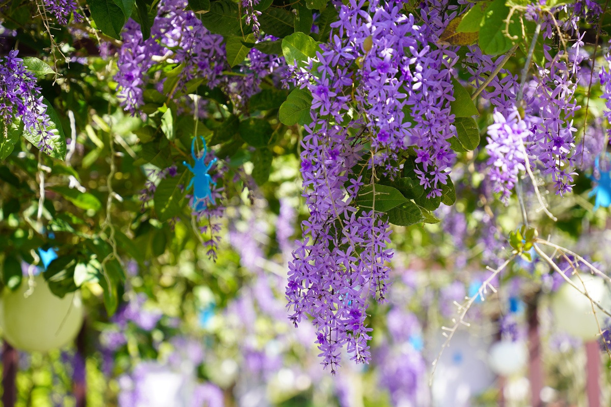 許願藤花季盛開 成美文化園賞花、拍照、親子同樂一次滿足