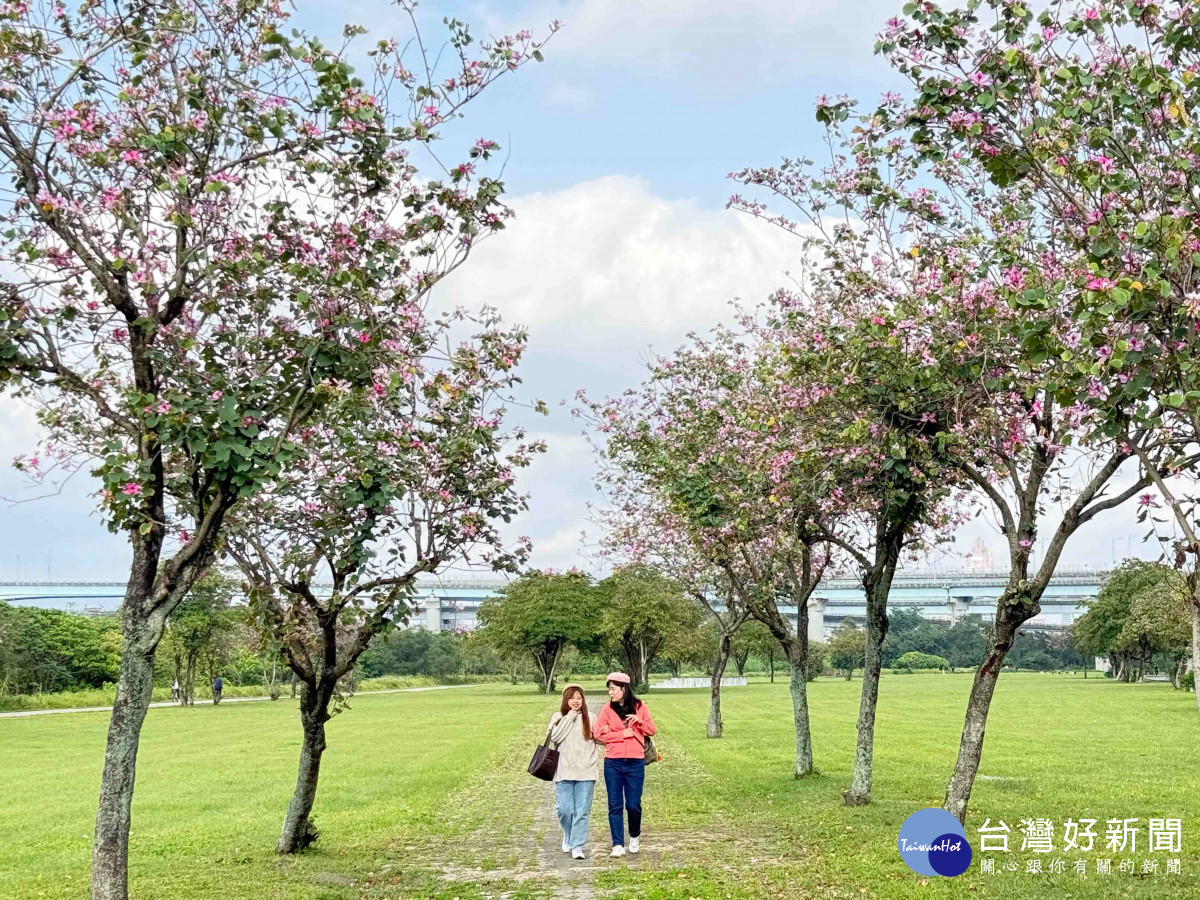 板橋河濱羊蹄甲　妝點河岸景觀增添濃厚春意