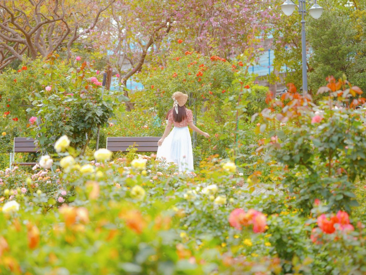 台北玫瑰展繁花盛開花況達七成　五千株名品交織北臺灣最大地景玫瑰藥草花園