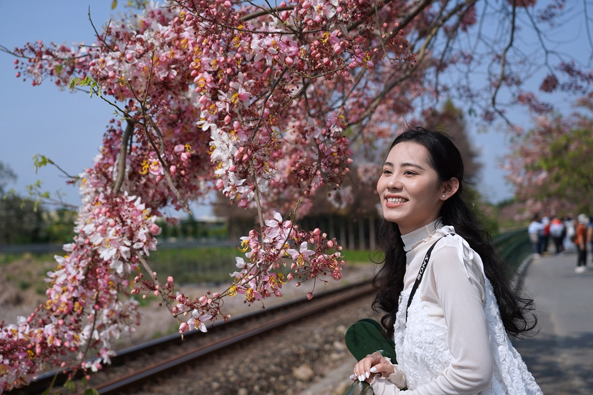 彰化二水花旗木大爆發　「台灣好行」直達打造慢遊賞花體驗