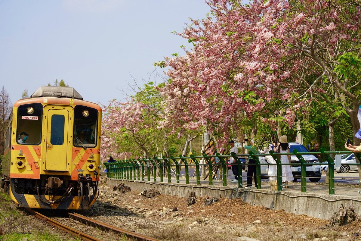 二水花旗木大爆發  「台灣好行」直達打造慢遊賞花體驗