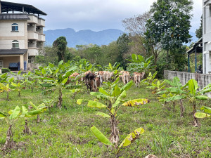 放牧牛隻影響農作與環境　花蓮縣府跨局處會勘啟動改善機制