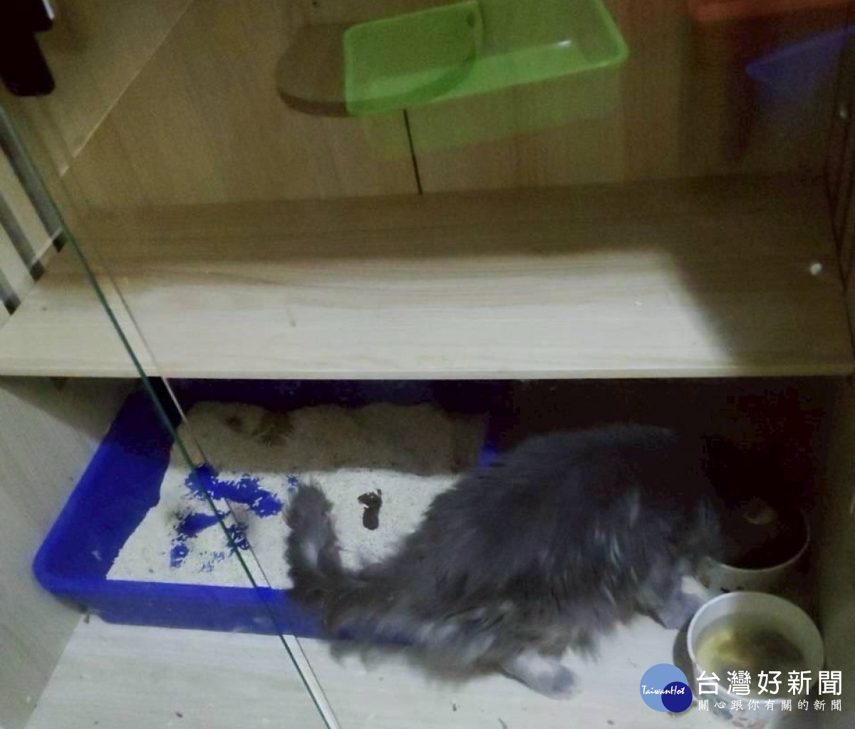 桃市府動保處成功救出健康狀況不佳之緬因貓。