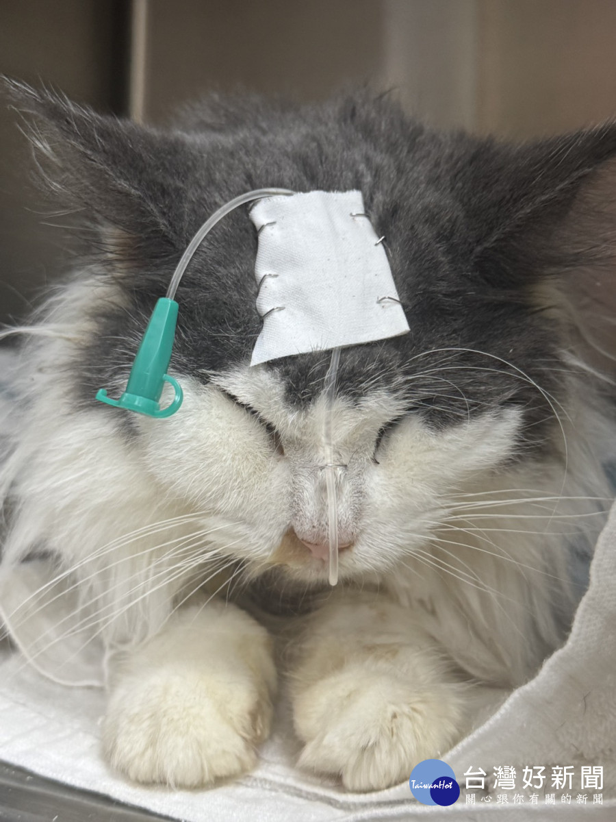 桃市府動保處成功救出健康狀況不佳之緬因貓。