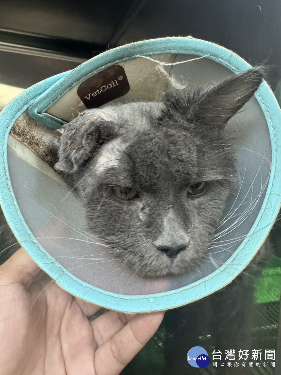 桃市府動保處成功救出健康狀況不佳之緬因貓。