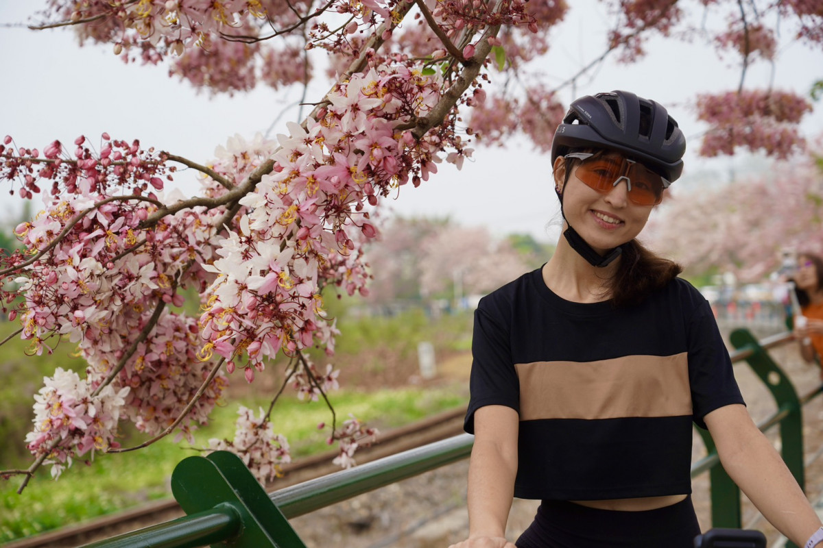 二水花旗木吸引民眾駐足拍照。圖/參山處提供