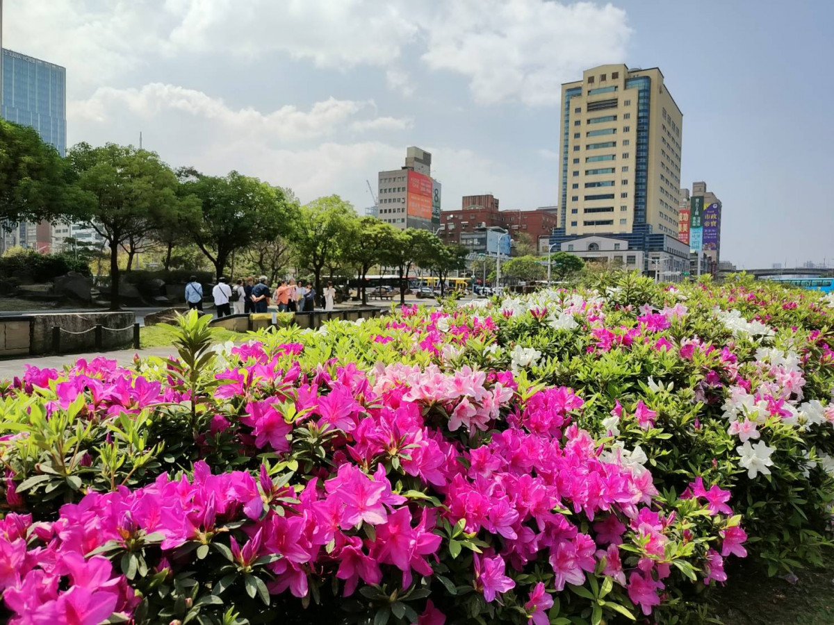 台北街頭杜鵑盛放迎清明　北門廣場與仁愛路交織粉漾花海美不勝收