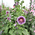 員林蜀葵花季繽紛登場，萬株花海打造春日最美打卡勝地。圖／彰化縣政府提供