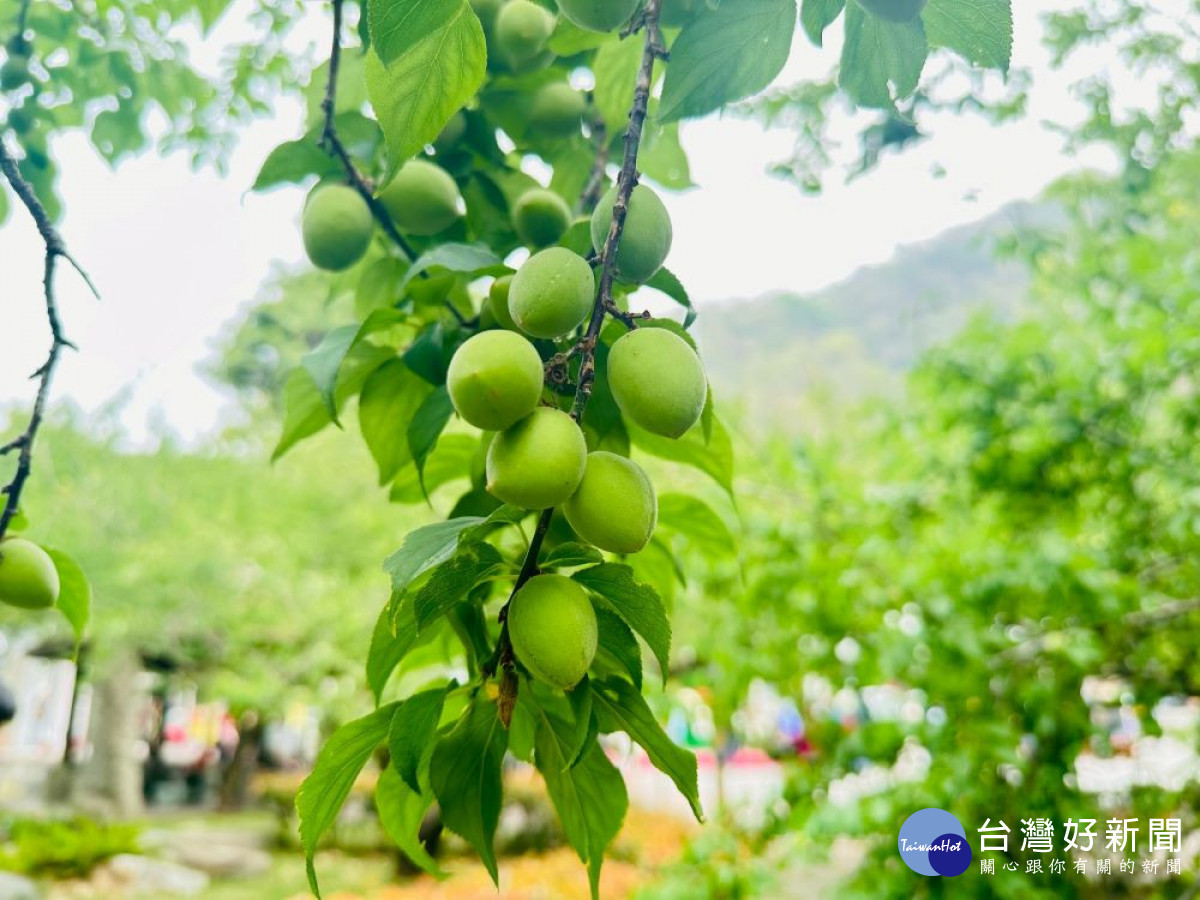 每年的春天是梅子生產季節，信義鄉「梅鄉」瀰漫青梅香氣，南投縣政府透過每年梅子節推廣食農教育，以食當季概念教導民眾如何製作脆梅。(圖/記者賴淑禎攝)