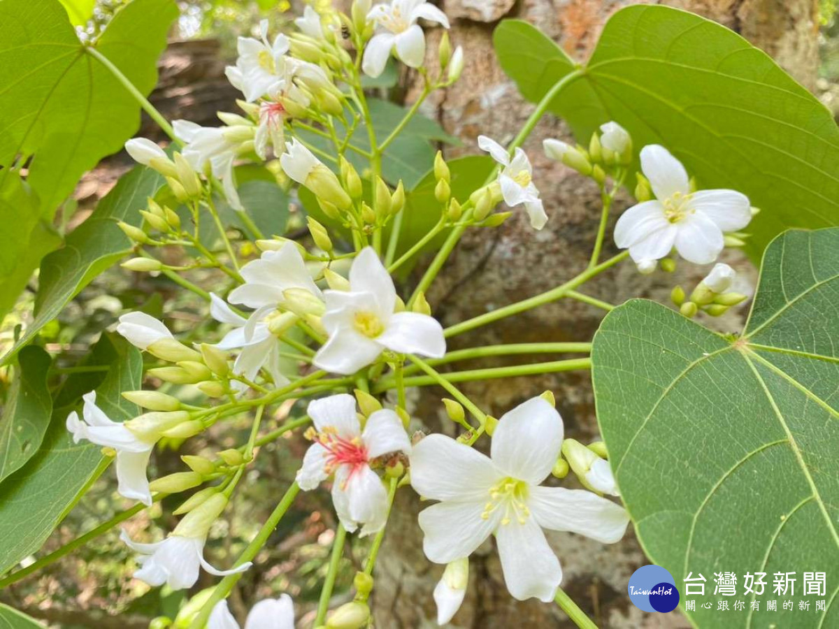 油桐花鮮豔花朵。(圖/玉管處提供)