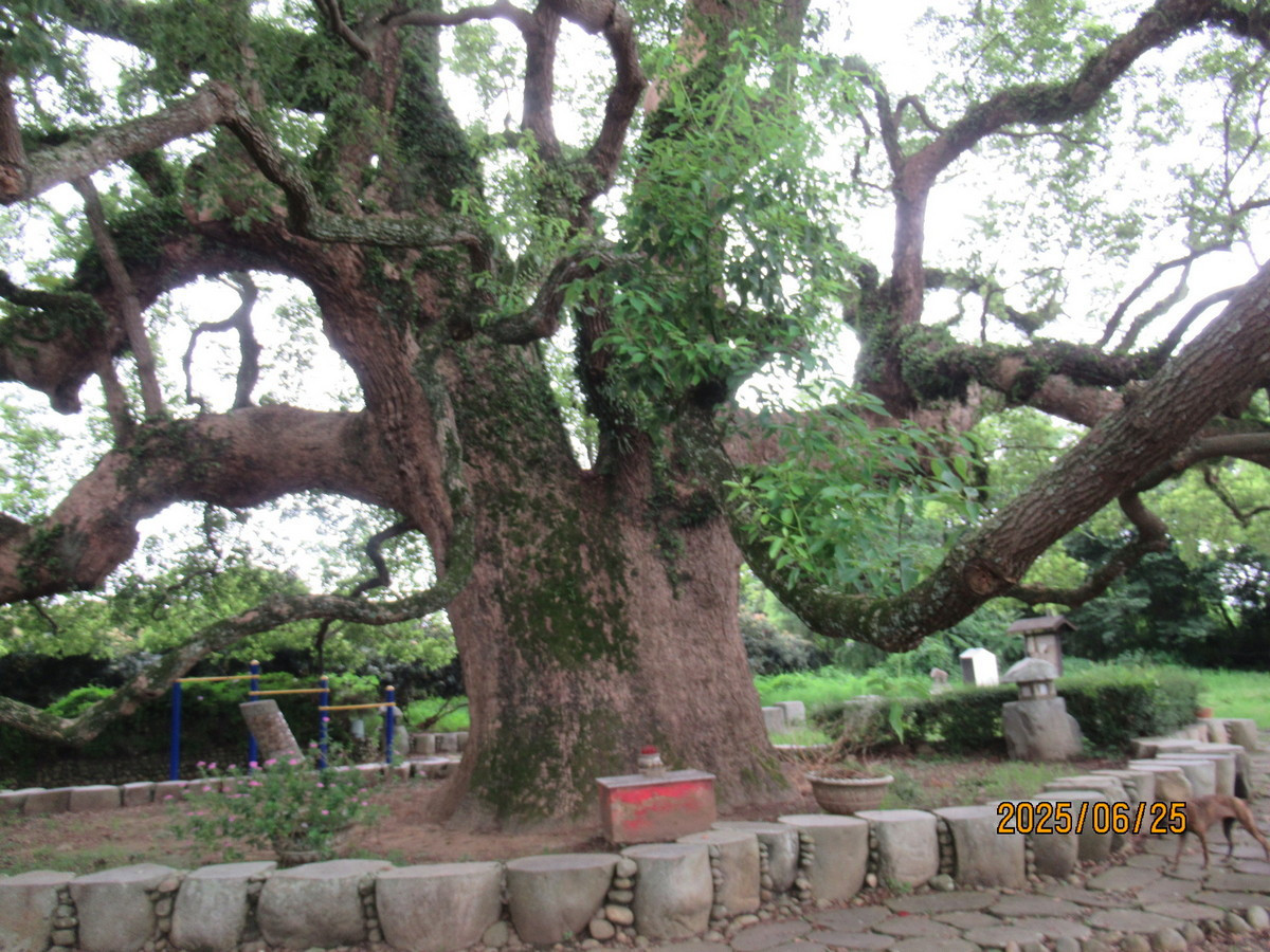 114年6月25日樟樹開工時的照片。（圖/南投分署提供）