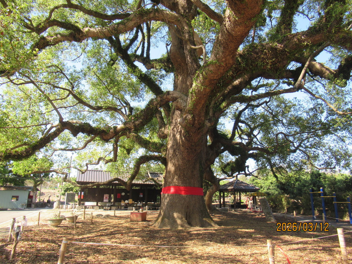 目前樟樹狀況。（圖/南投分署提供）