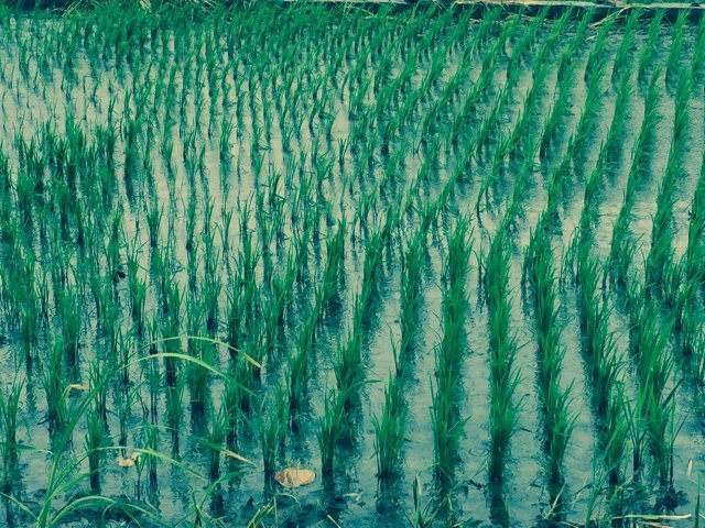 今上午響起春雷下豪雨　大甲媽遶境人數有增加趨勢