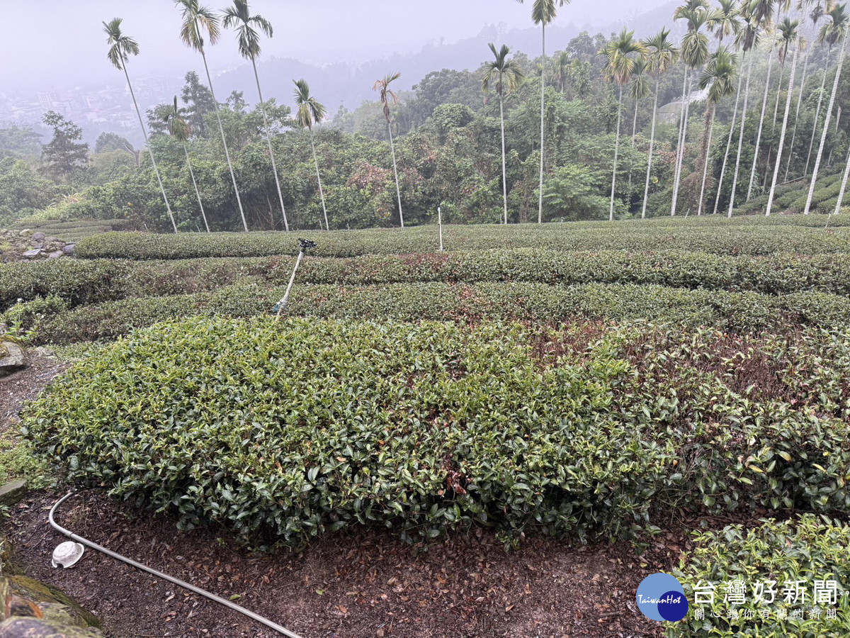 竹山鹿谷茶區受乾旱影響嚴重減產。（立委游顥服務處提供）