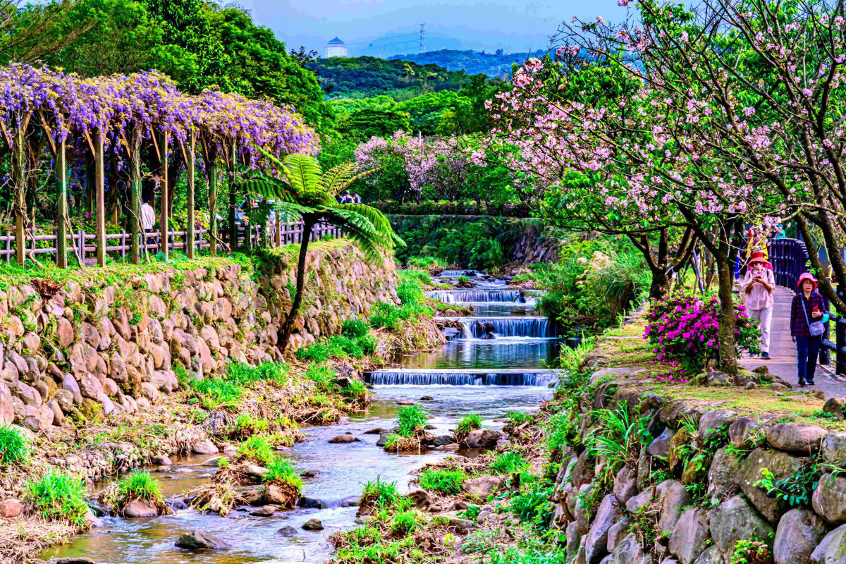 淡水三芝紫藤接力綻放　漫遊北海岸「正逢時」