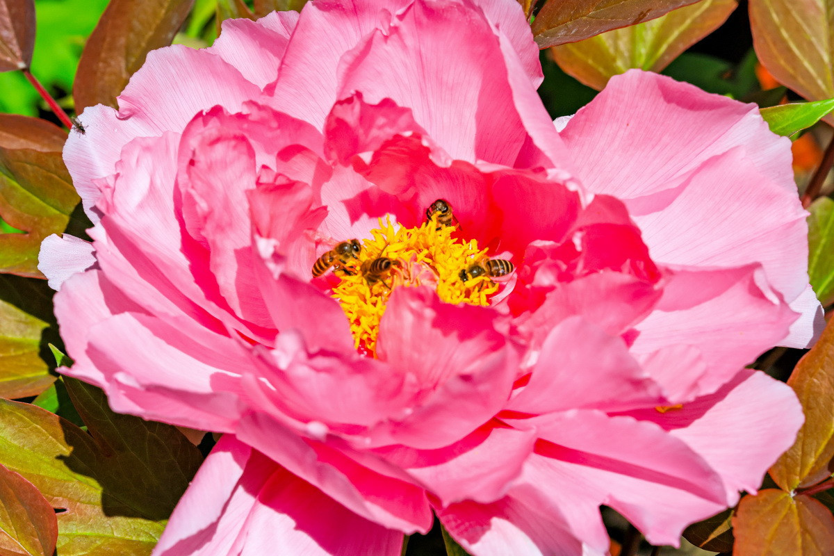 「蜂」湧而至生氣盎然。（杉林溪園區提供）